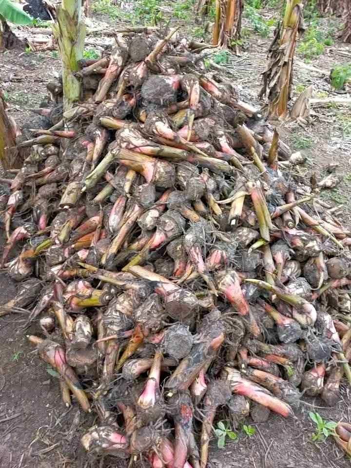 Plantain suckers for sale